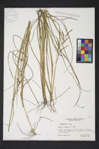 Paspalum plicatulum image