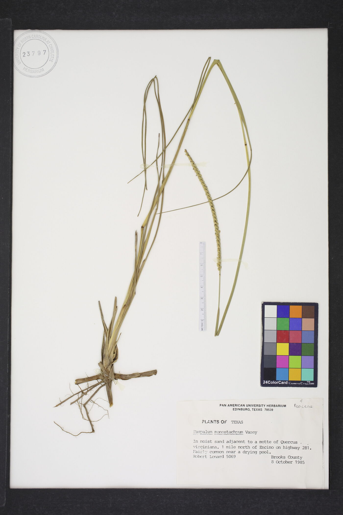 Paspalum monostachyum image