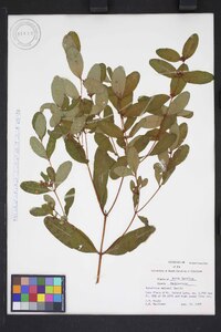 Hypericum walteri image