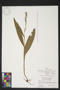 Platanthera flava var. herbiola image