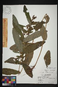 Triadenum tubulosum image