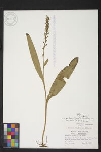 Platanthera flava var. herbiola image