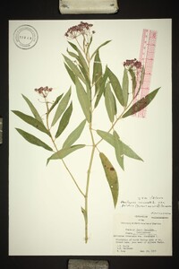 Asclepias incarnata var. pulchra image