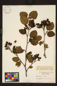 Alnus crispa image