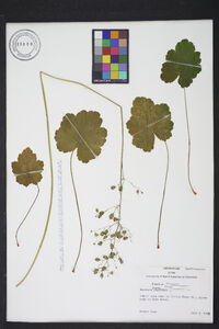 Heuchera americana image