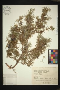 Juniperus communis var. communis image