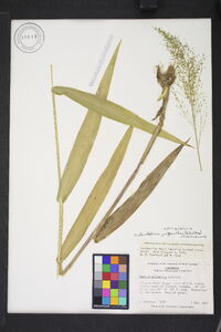 Dichanthelium polyanthes image