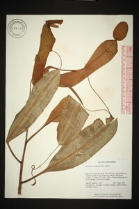 Nepenthes mirabilis image