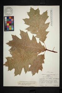 Quercus rubra var. ambigua image