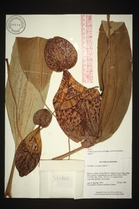 Nepenthes burbidgeae image