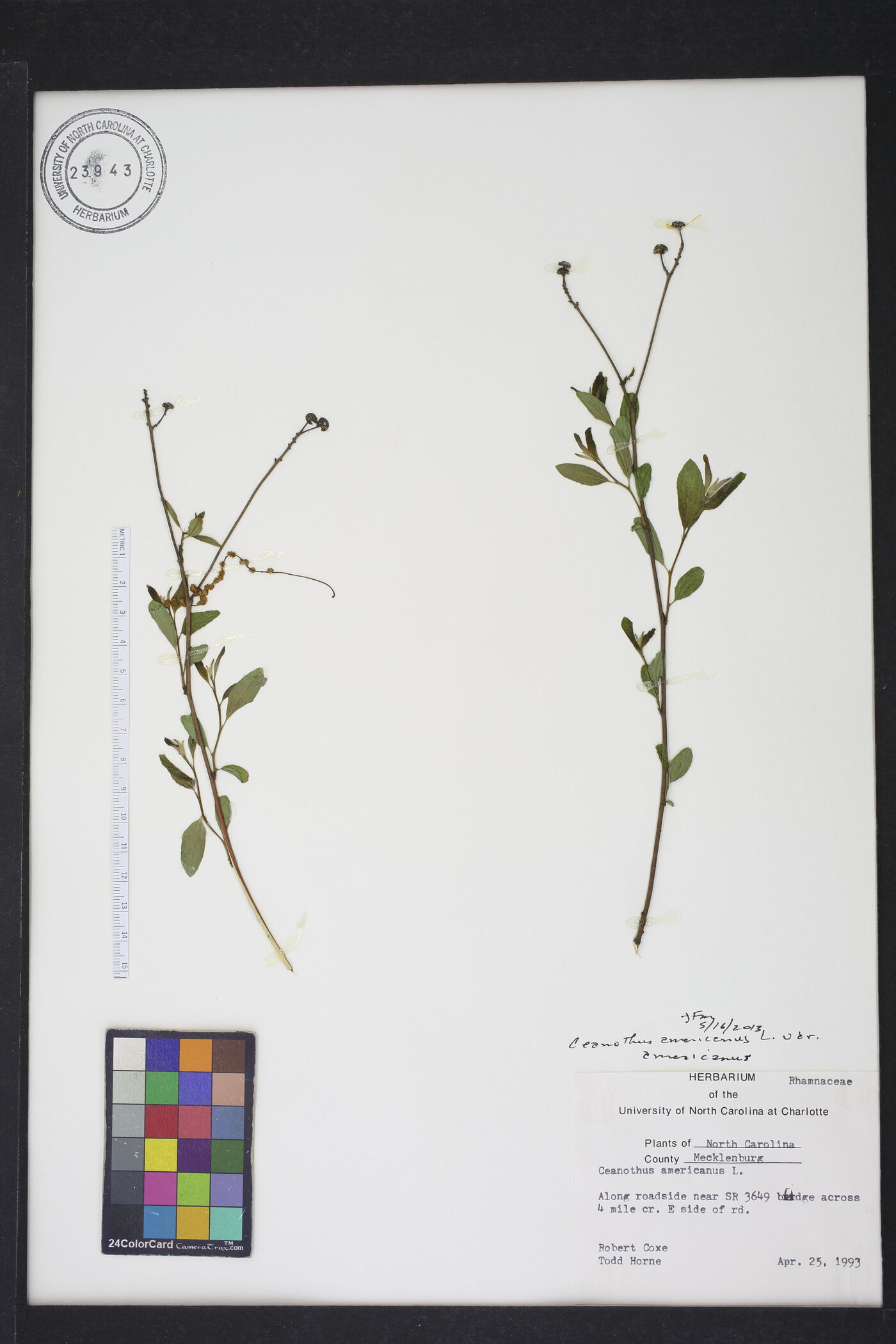 Ceanothus americanus var. americanus image