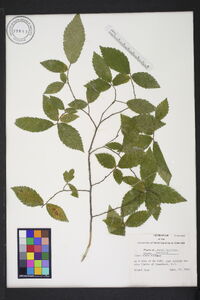 Ulmus alata image