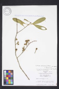 Osmanthus americanus image