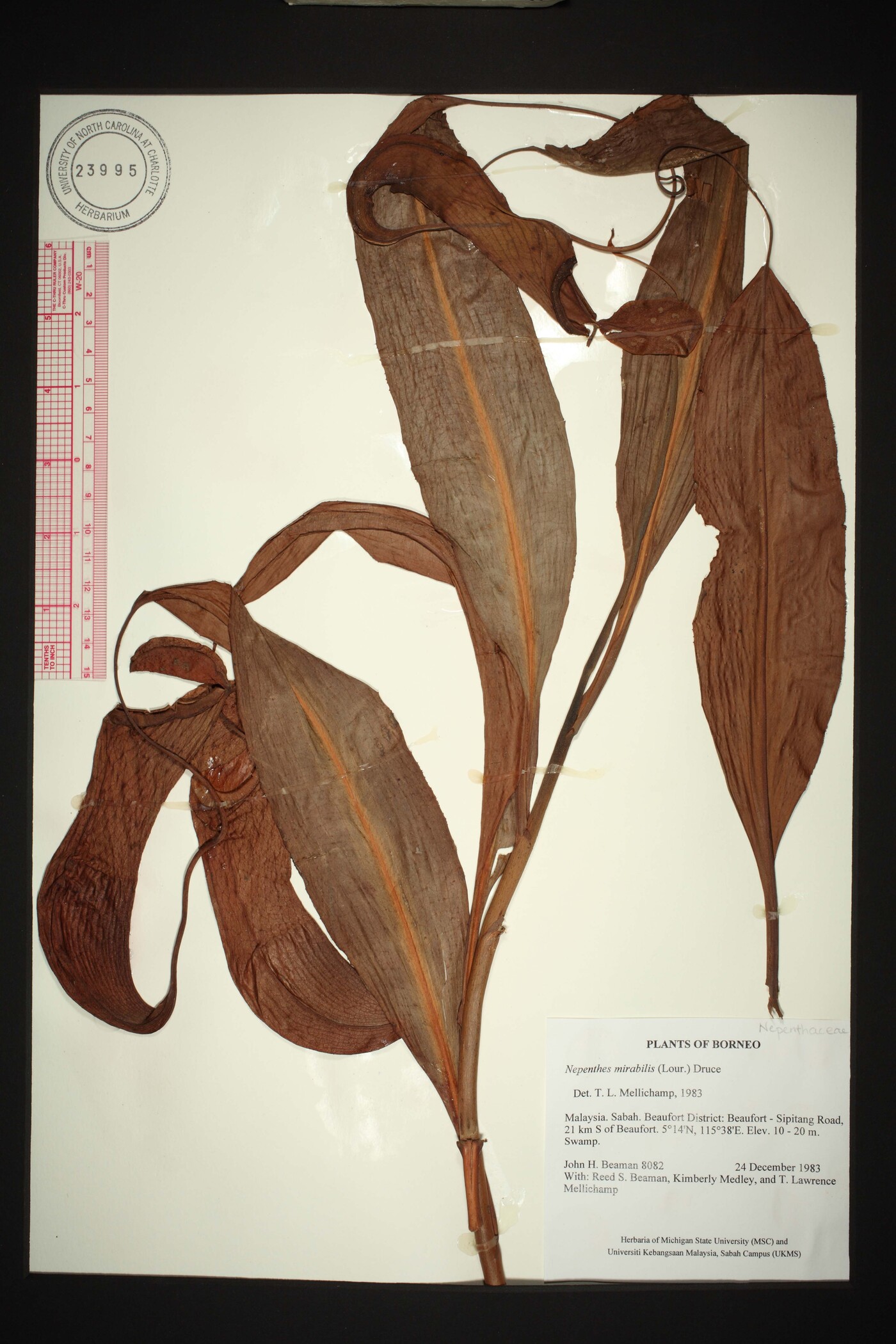 Nepenthes mirabilis image
