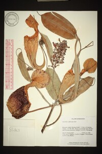 Nepenthes rafflesiana image