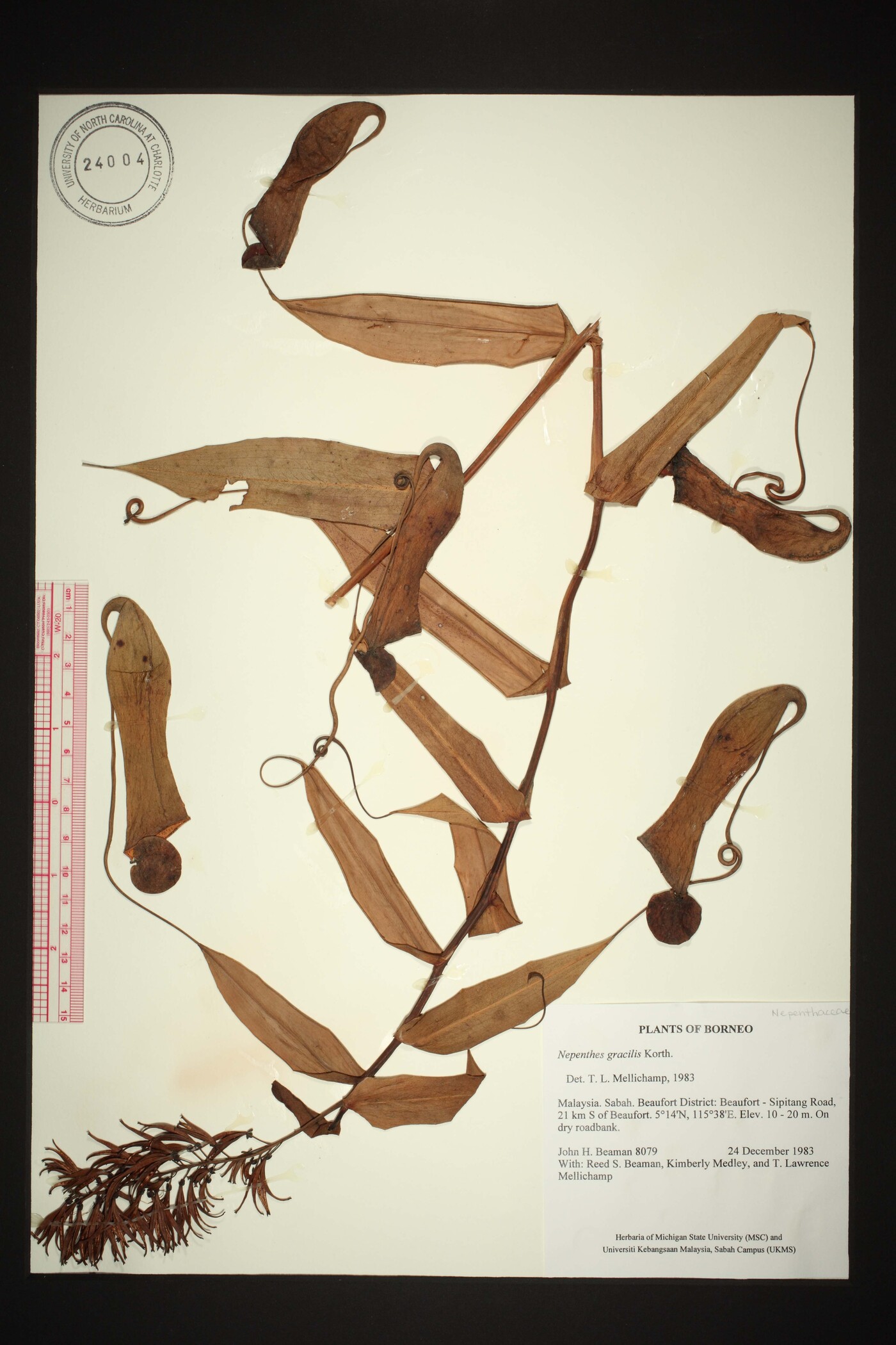 Nepenthes gracilis image