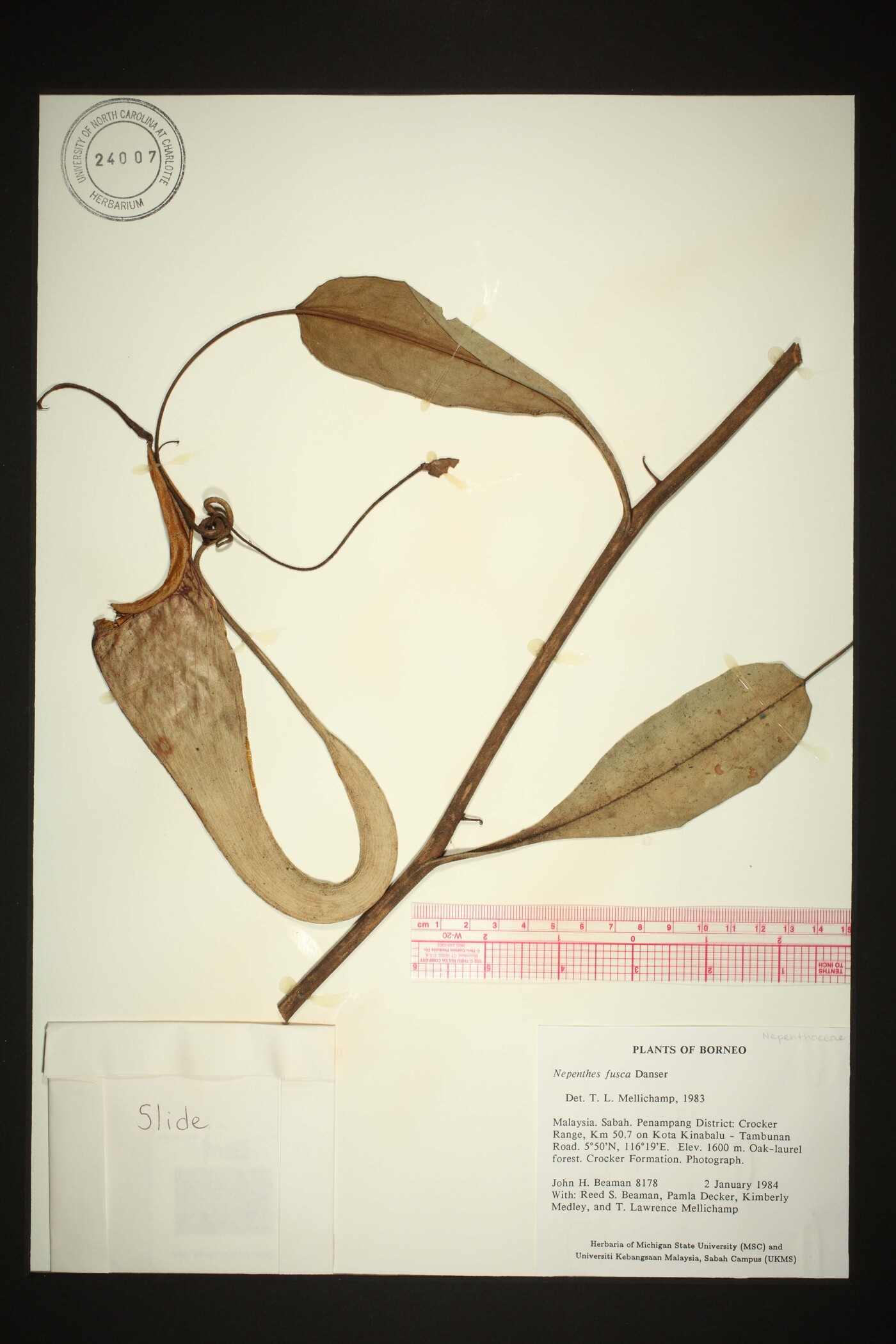 Nepenthes fusca image
