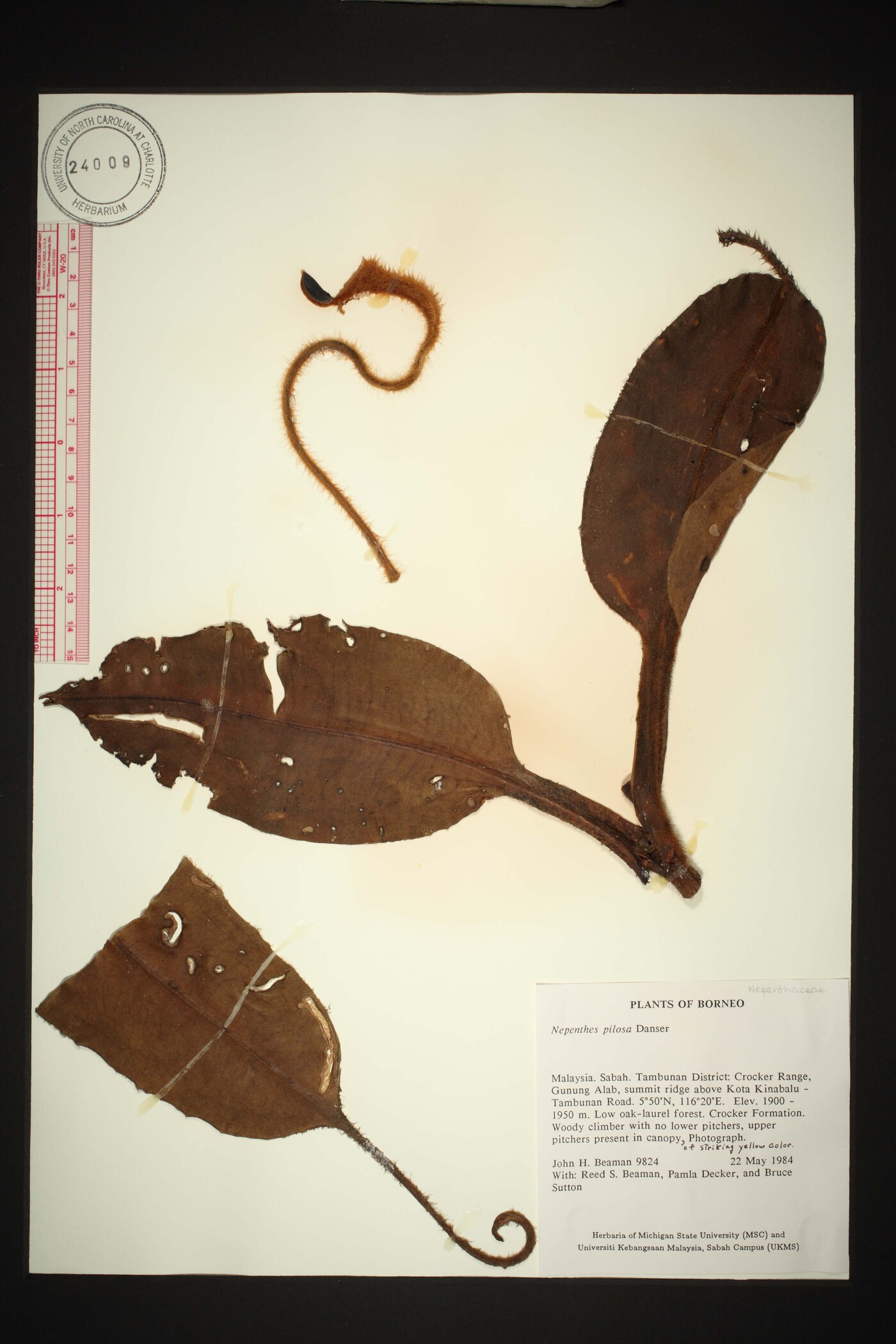 Nepenthes pilosa image