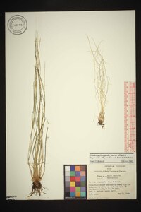 Isoëtes melanopoda subsp. silvatica image