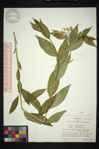 Amsonia tabernaemontana image