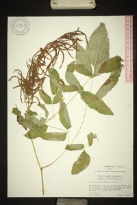 Aruncus dioicus image