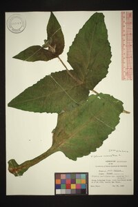 Silphium connatum image