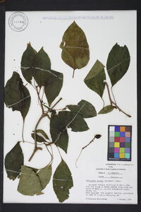 Schisandra glabra image