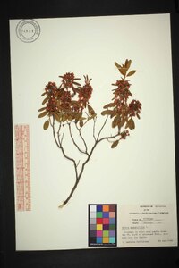 Kalmia angustifolia image