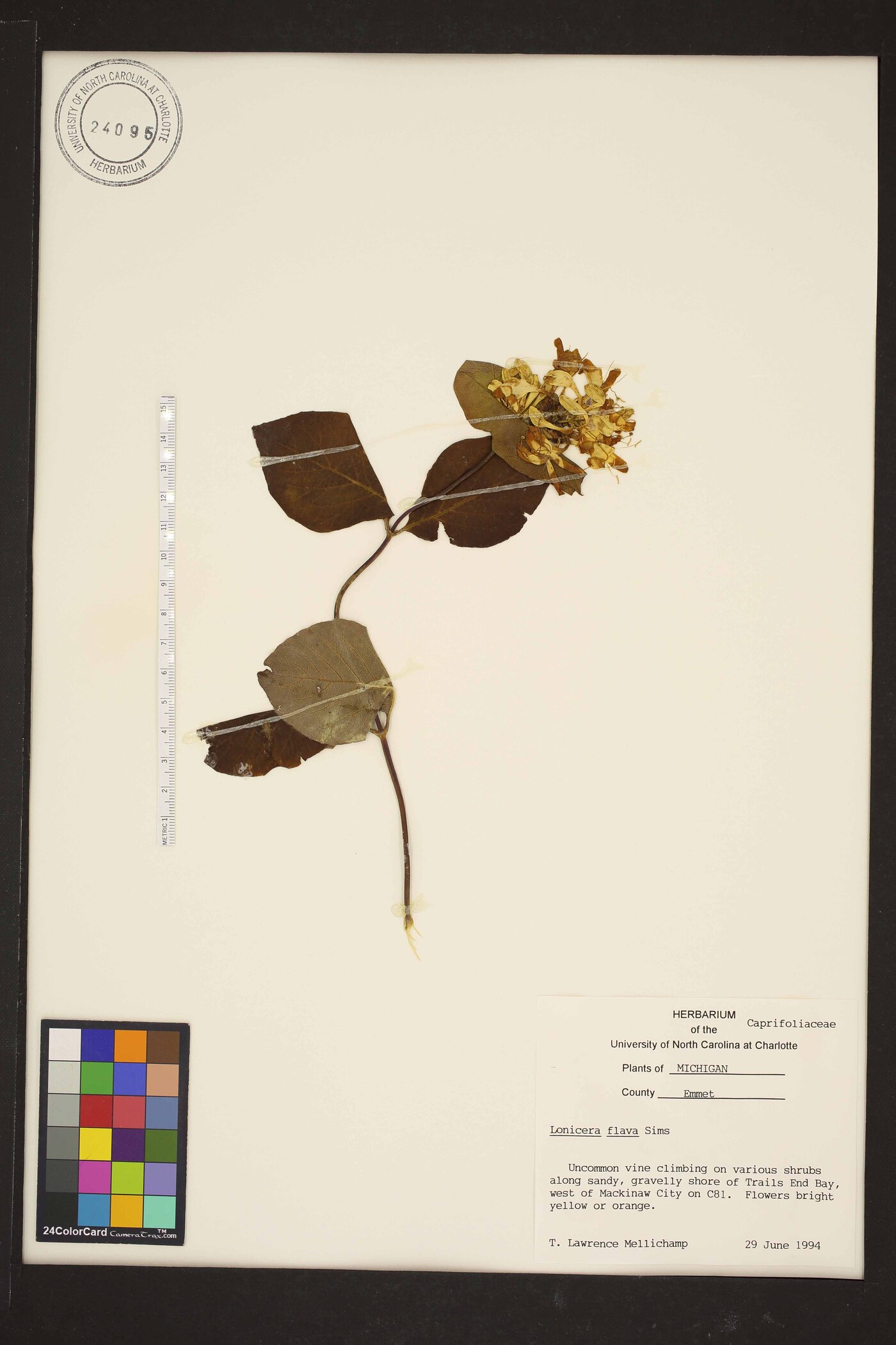 Lonicera flava image