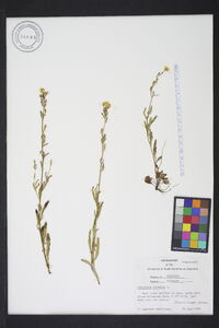 Oenothera perennis image