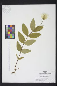 Clematis ochroleuca image