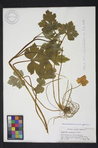 Ranunculus recurvatus var. recurvatus image