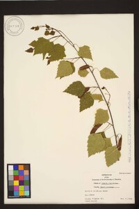 Betula pendula image