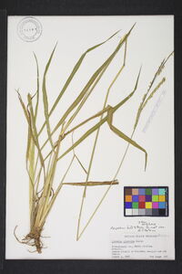 Paspalum dilatatum var. dilatatum image