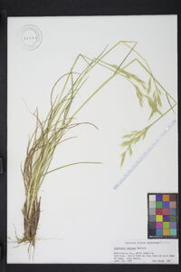 Danthonia sericea image