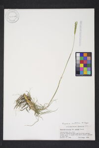 Paspalum notatum image