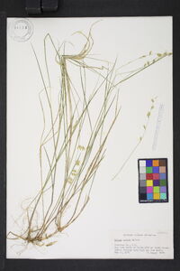 Melica mutica image