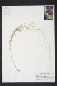 Muhlenbergia schreberi image