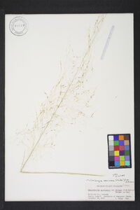 Muhlenbergia sericea image