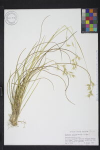 Danthonia sericea image