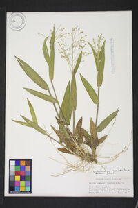 Panicum ravenelii image