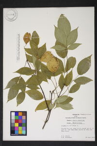 Staphylea trifolia image