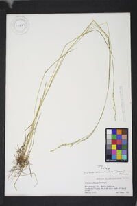 Festuca subverticillata image