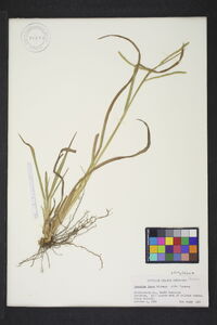 Paspalum laeve var. laeve image