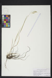 Bromus anomalus image