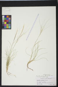 Aristida purpurea var. longiseta image