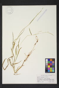 Leersia virginica image