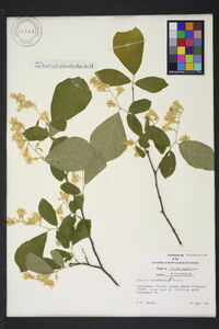 Styrax grandifolius image