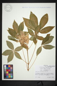 Aesculus sylvatica image