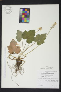 Tiarella cordifolia image
